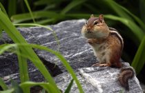 Chipmunk