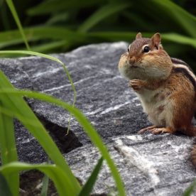 Chipmunk