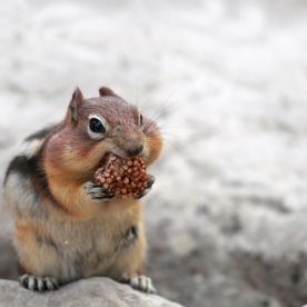 Chipmunk
