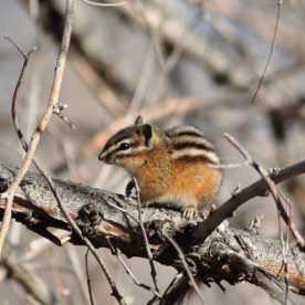Chipmunk