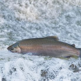 Coho Salmon
