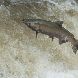 Coho Salmon