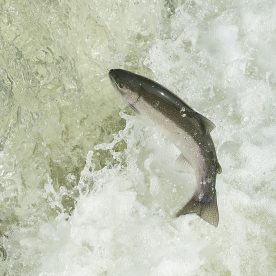 Coho Salmon