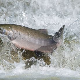 Coho Salmon