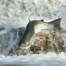 Coho Salmon