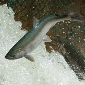 Coho Salmon