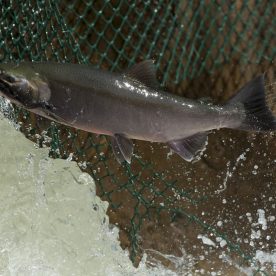 Coho Salmon