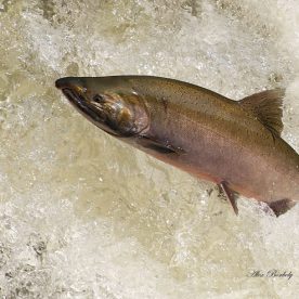 Coho Salmon