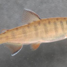 Coho fry