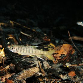 Coho juvenile
