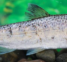 Coho smolt