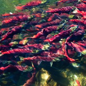 Coho