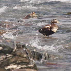 Common Eider during moult