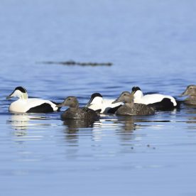 Common Eider