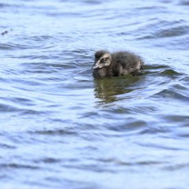 Common Eider