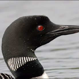 Common Loon
