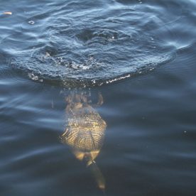 Common Loon