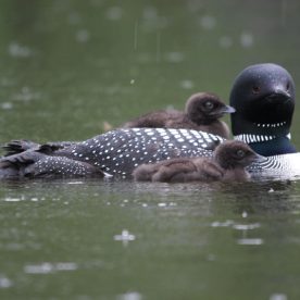 Common Loon