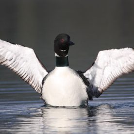 Common Loon