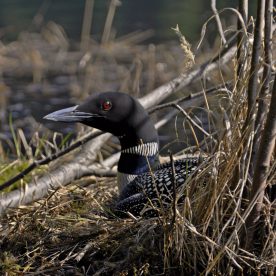 Common Loon