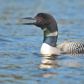 Common Loon