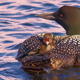 Common Loon