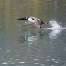 Common Loon