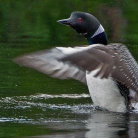 Common Loon