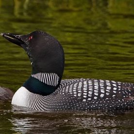 Common Loon
