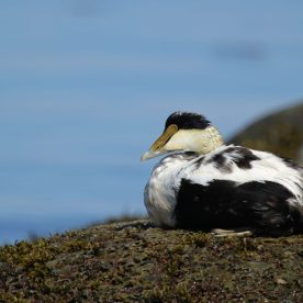 Common Eider
