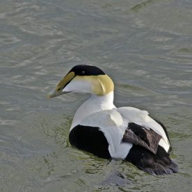 Common Eider