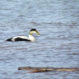 Common Eider