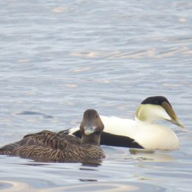 Common Eider
