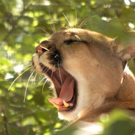 Cougar