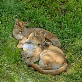 Cougar