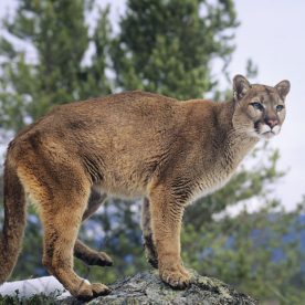 Cougar