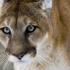 Cougar