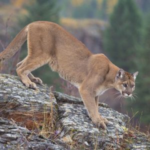 Cougar - Hinterland Who's Who
