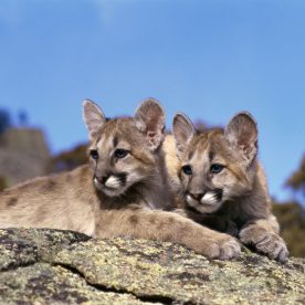 Cougar
