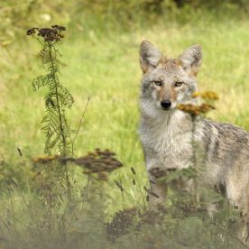 Coyote