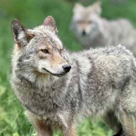 Coyote