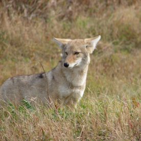 Coyote