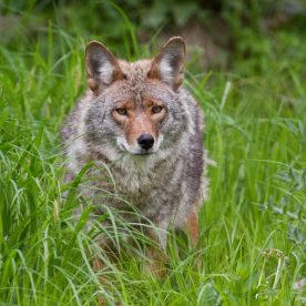 Coyote