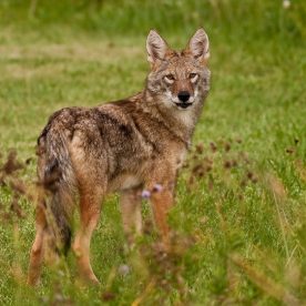 Coyote