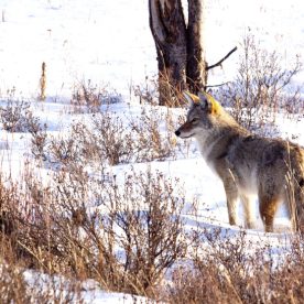 Coyote