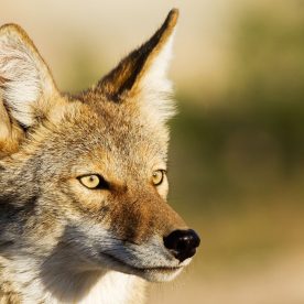 Coyote