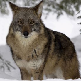 Coyote