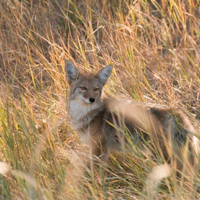 Coyote - Hinterland Who's Who