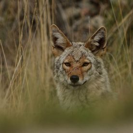 Coyote