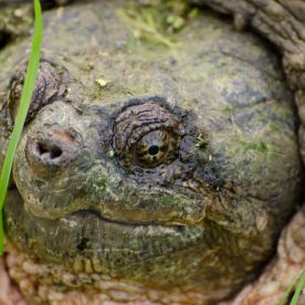 Snapping Turtle